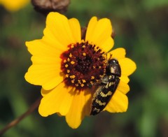 Acmaeodera mixta