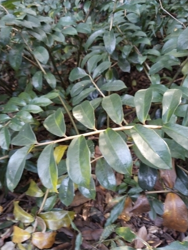 Foto de Zamioculcas
