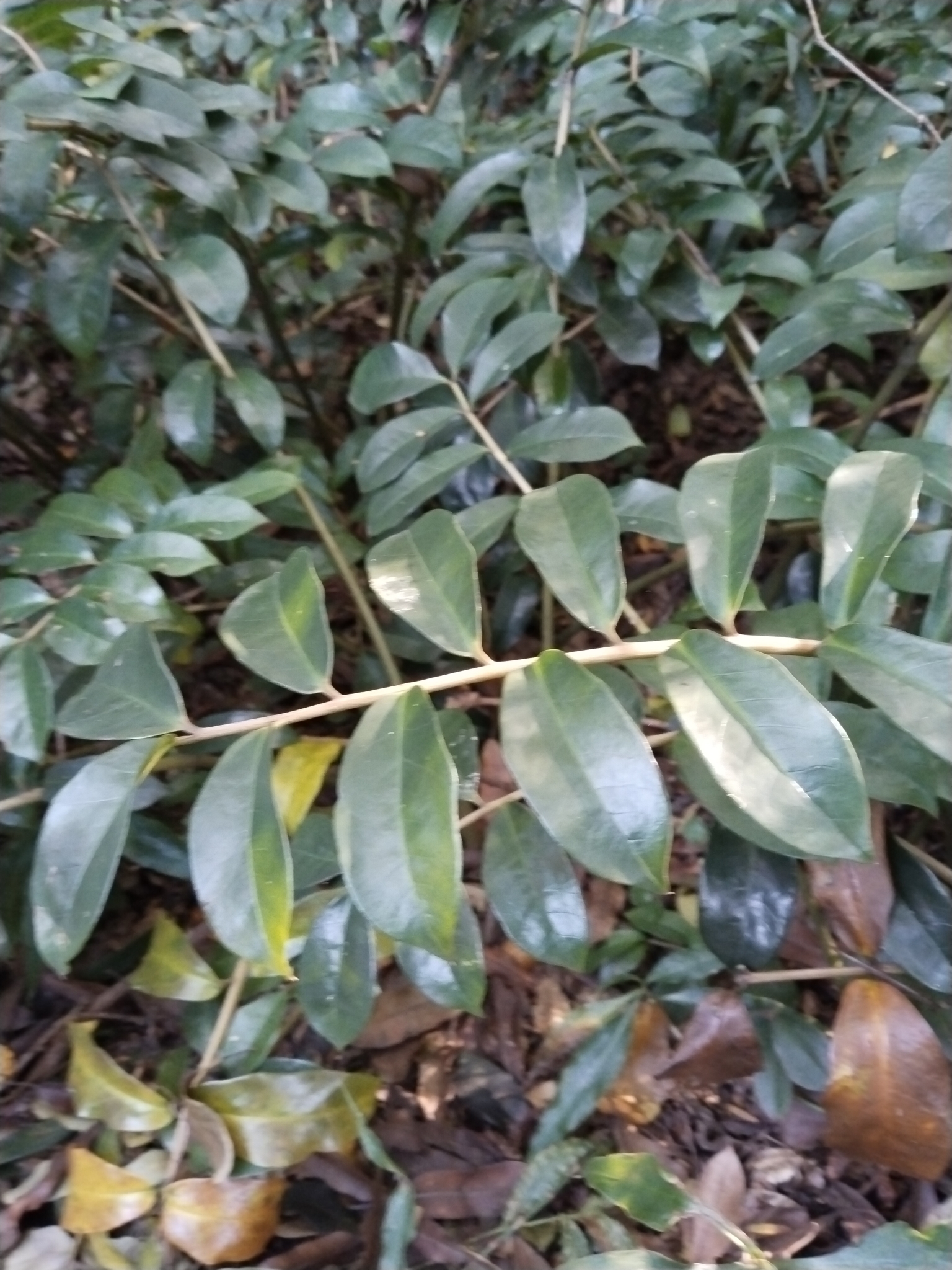 Imagem de Zamioculcas