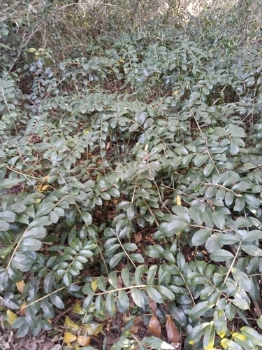 Foto de Zamioculcas
