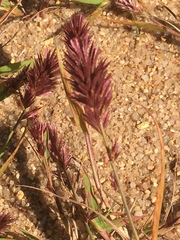 Eragrostis patens