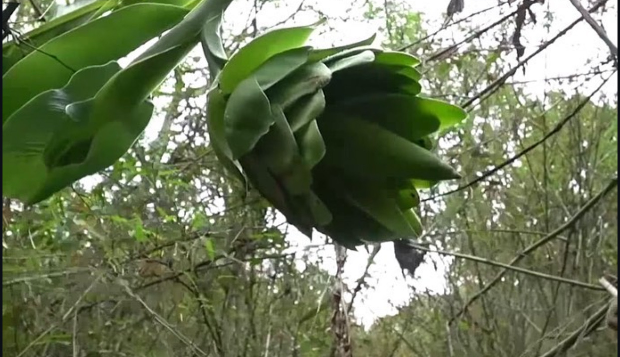 Ensete glaucum (Ensete glaucum)