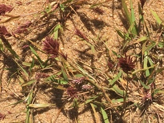 Eragrostis patens