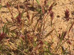 Eragrostis patens