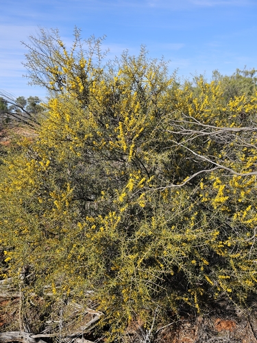 Wait-a-While (Acacia colletioides)