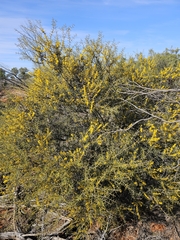 Acacia colletioides, photograph (c) Michael McBain, some rights reserved (CC BY)