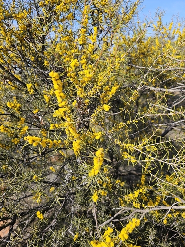 Acacia colletioides, photograph 6