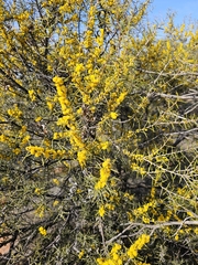 Acacia colletioides, photograph (c) Michael McBain, some rights reserved (CC BY)