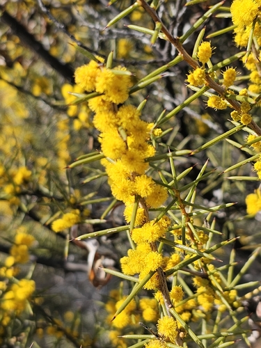 Image of Acacia colletioides by (c) Michael McBain, some rights reserved (CC BY)