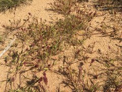 Eragrostis patens