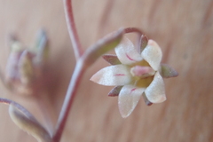 Nemacladus inyoensis