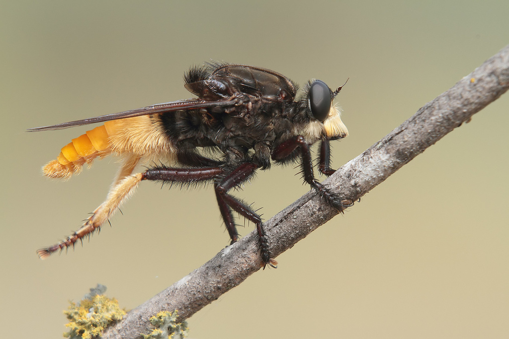 Eccritosia