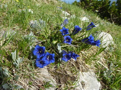 Gentiana clusii clusii