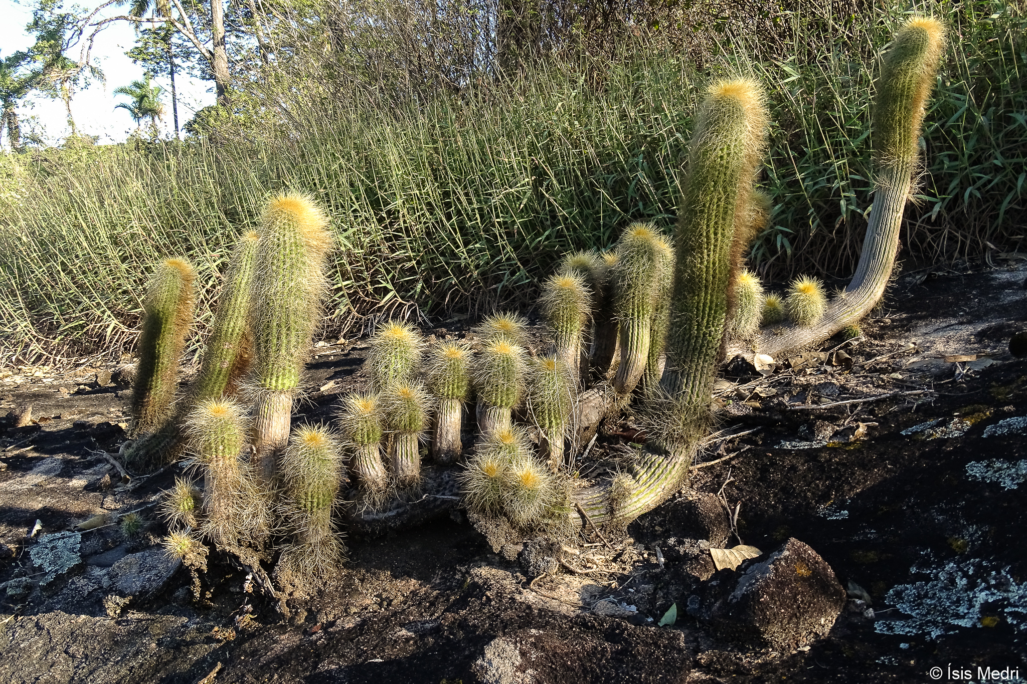 Coleocephalocereus estevesii