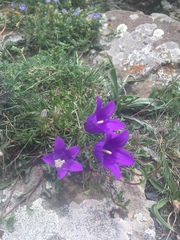 Campanula saxifraga