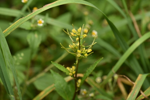 Image of Rorippa indica by (c) Yung-Lun Lin, some rights reserved (CC BY)