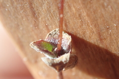 Nemacladus inyoensis