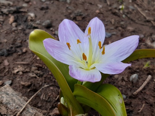 Colchicum kurdicum
