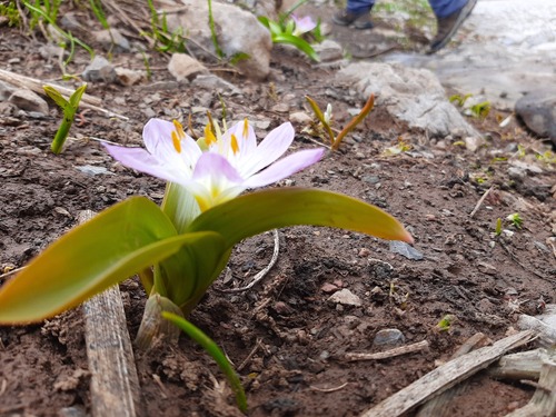 Colchicum kurdicum