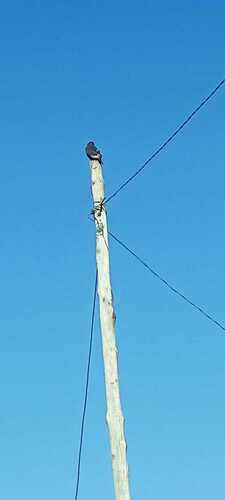 Augur Buzzard