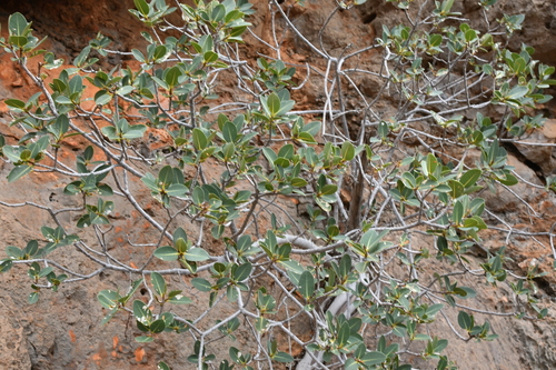 Image of Ficus brachypoda by (c) Em Lamond, some rights reserved (CC BY)