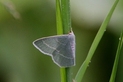 Chlorissa viridata