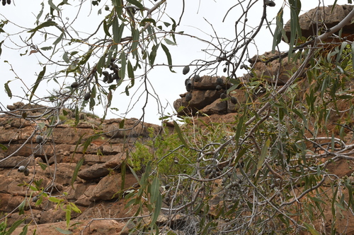 Hamersley Bloodwood (Corymbia hamersleyana)