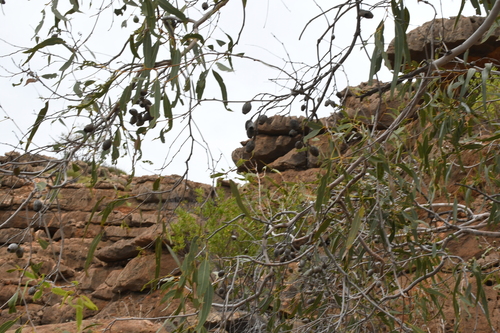 Image of Corymbia hamersleyana by (c) Em Lamond, some rights reserved (CC BY)