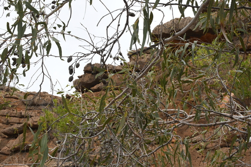 Image of Corymbia hamersleyana by (c) Em Lamond, some rights reserved (CC BY)
