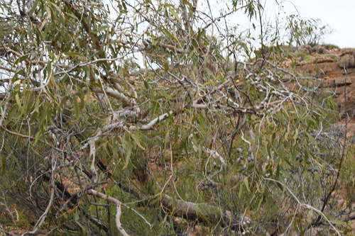 Image of Corymbia hamersleyana by (c) Em Lamond, some rights reserved (CC BY)