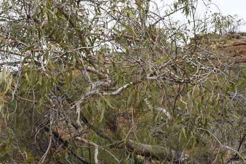 Image of Corymbia hamersleyana by (c) Em Lamond, some rights reserved (CC BY)