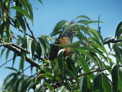 Turdus migratorius