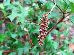 Grevillea steiglitziana, photograph (c) Elspeth Swan, some rights reserved (CC BY)