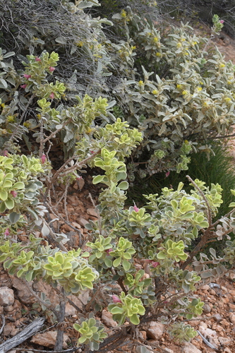Image of Eremophila forrestii by (c) Em Lamond, some rights reserved (CC BY)