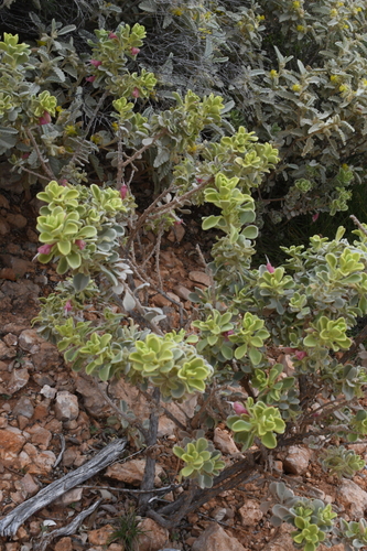 Image of Eremophila forrestii by (c) Em Lamond, some rights reserved (CC BY)