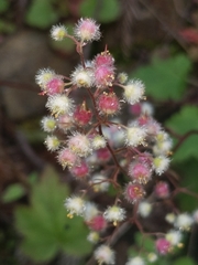 Heuchera pilosissima