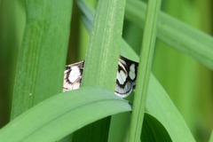 Anania luctualis