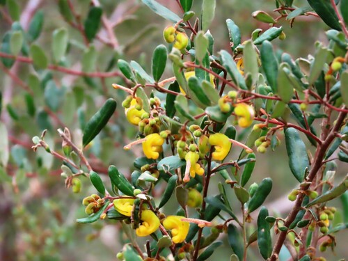 Image of Golden Grevillea (Grevillea chrysophaea) by (c) Elspeth Swan, some rights reserved (CC BY)