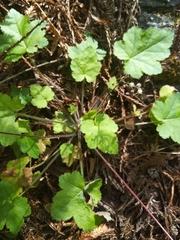 Heuchera pilosissima