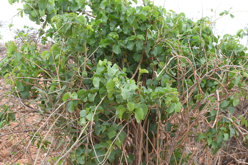 Image of Ipomoea costata by (c) Em Lamond, some rights reserved (CC BY)