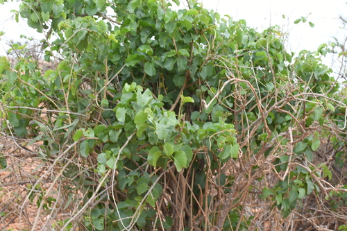 Image of Ipomoea costata by (c) Em Lamond, some rights reserved (CC BY)
