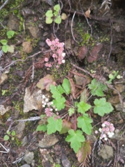 Heuchera pilosissima
