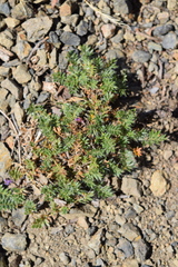 Acaena pinnatifida californica