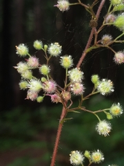Heuchera pilosissima