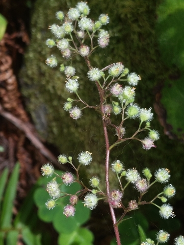 Image of Heuchera pilosissima by no rights reserved