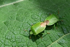 Palomena viridissima