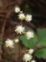Heuchera pilosissima
