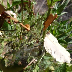 Euphydryas chalcedona