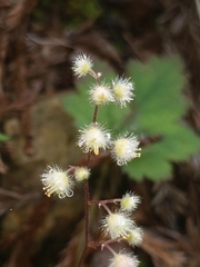 Heuchera pilosissima