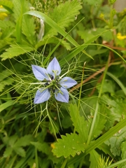 Nigella